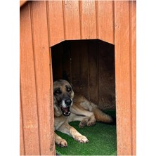 Iç ve Dış Mekan Kedi&köpek Matı Açık Yeşil / L