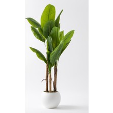 Yapay Muz Ağacı 200  cm  Plastik Küre Saksı