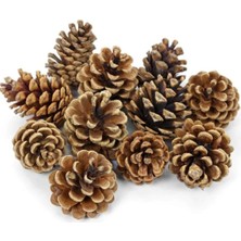 Çam Kozalağı 20 Adet Kozalak Doğal Kozalak Dekoratif Kozalak Süs Kozalağı