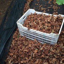 Fındık Sergisi Fındık Toplama Filesi Fındık Kurutma Örtüsü 40'lık Gölgelik Fındık Altı File Hasat Taban Örtüsü