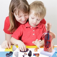 Eckooing 11 Inç Insan Gövdesi Vücut Modeli Anatomisi Anatomik Iç Organlar (Yurt Dışından)
