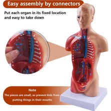 Eckooing 11 Inç Insan Gövdesi Vücut Modeli Anatomisi Anatomik Iç Organlar (Yurt Dışından)