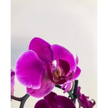 Armoni Çiçek Evi - Seramik Vazoda 5 Dal Mor Orkide