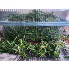 Gürgelen Zeytincilik Hatay Taze Zahter 1 kg