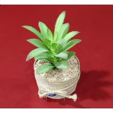 Dekorasyon Yapay Sahte Ev Çiçek Nazarlık Mini Dekoratif Kolay Bakım 1 Adet