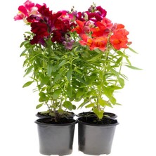 4' Lü Karılık Renk Aslanağızı Çiçeği Saksılı 10-20CM Bahçe Balkon Çiçeği