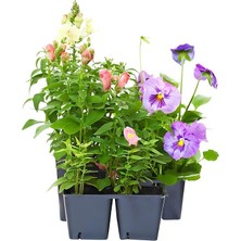 Karışık Çiçek Pakerti 2 Aslanağızı / 2 Hercai Çiçeği Saksılı 10-20CM