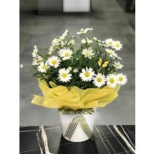Beyaz Renk Çeşme Papatyası Hediyelik Papatya Saksılı 20-40CM