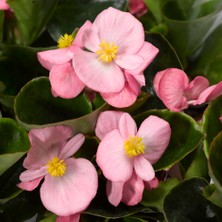 TNC Garden Groups Begonya – Begonia Pembe Renk 10 Adet