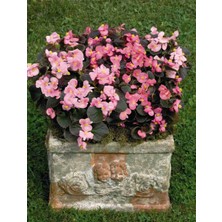 TNC Garden Groups Begonya – Begonia Pembe Renk 10 Adet