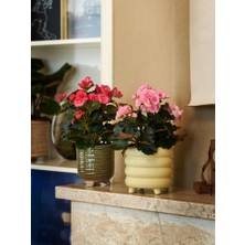 TNC Garden Groups Begonya – Begonia Pembe Renk 10 Adet