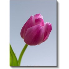 Pembe Lale - Minimalist Çiçek Portresi Kanvas Tablo