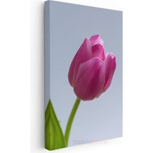 Pembe Lale - Minimalist Çiçek Portresi Kanvas Tablo