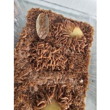 Unkurdu 100 Gr.