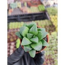 Yıldız Kaktüsü / 5,5 cm Saksıda / Haworthia Retusa Succulent / Yastık Aloe / Özel Tür