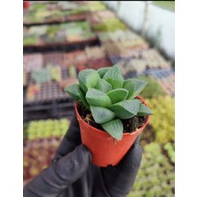 Yıldız Kaktüsü / 5,5 cm Saksıda / Haworthia Retusa Succulent / Yastık Aloe / Özel Tür