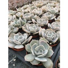Dev Yıldız Sukulent / 5,5 cm Saksıda / Echeveria (Eçeverya) Pollux Succulent
