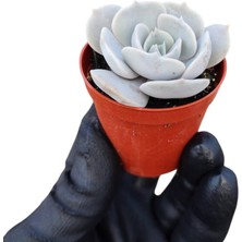 Dev Yıldız Sukulent / 5,5 cm Saksıda / Echeveria (Eçeverya) Pollux Succulent