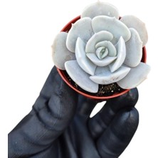 Dev Yıldız Sukulent / 5,5 cm Saksıda / Echeveria (Eçeverya) Pollux Succulent