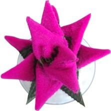 Smyrna Garden Pembe Sukulent - 5,5 cm Saksıda - Haworthia Succulent - Canlı - Özel Boyalı