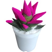 Smyrna Garden Pembe Sukulent - 5,5 cm Saksıda - Haworthia Succulent - Canlı - Özel Boyalı