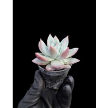 Smyrna Garden Pudralı Eçeverya Sukulent - 5,5 cm Saksıda - Echeveria (Eçeverya) Colorata Succulent