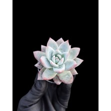 Smyrna Garden Pudralı Eçeverya Sukulent - 5,5 cm Saksıda - Echeveria (Eçeverya) Colorata Succulent