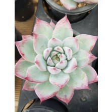 Smyrna Garden Pudralı Eçeverya Sukulent - 5,5 cm Saksıda - Echeveria (Eçeverya) Colorata Succulent