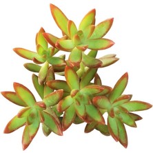 Smyrna Garden Sedum Firestorm Adolphii Succulent - 5,5 cm Saksıda - Ateş Fırtınası Damkoruğu Sukulent