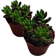 Smyrna Garden Sedum Rubrotinctum Succulent - 5,5 cm Saksıda - Jelibon Damkoruğu Sukulent