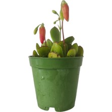 Kırmızı Çan Çiçekli Sukulent - 5,5 cm Saksıda - Cotyledon Eliseae Succulent - Nadir Tür