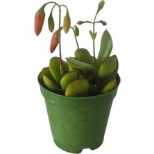 Kırmızı Çan Çiçekli Sukulent - 5,5 cm Saksıda - Cotyledon Eliseae Succulent - Nadir Tür