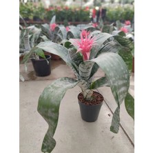 Kupa Çiçeği, Aechmea (Canlı Çiçek)