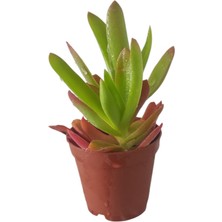 Kamp Ateşi Sukulent / 5,5 cm Saksıda / Crassula Capitella Campfire Succulent / Özel Tür