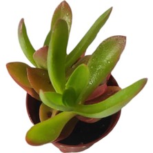 Kamp Ateşi Sukulent / 5,5 cm Saksıda / Crassula Capitella Campfire Succulent / Özel Tür