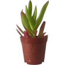 Kamp Ateşi Sukulent / 5,5 cm Saksıda / Crassula Capitella Campfire Succulent / Özel Tür