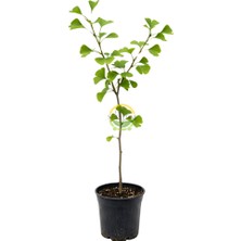 Fidan Sepetim 2 Yaş Ginkgo Biloba Mabet Ağacı Fidanı