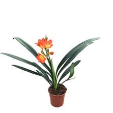 Betonish Clivia Miniata (Klivya Çiçeği)