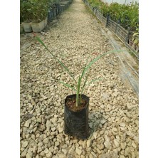 Yavuz Fidancılık Lemon Grass Fidesi