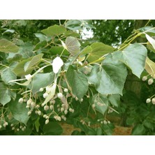 Ihlamur (Tillia Tomentosa) Fidanı 5 Adet