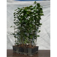 Ihlamur (Tillia Tomentosa) Fidanı 5 Adet