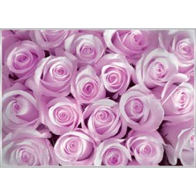 Poster 142 P8 (3.68*2.54CM)