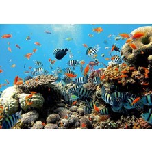Poster 4-005 P4 (2.54*1.84CM)