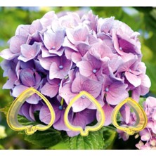 Teknotrust Ortanca Çiçek Yapım Seti 3'lü - Kurabiye Kalıbı