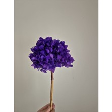 Şoklanmış Ortanca Çiçek Beyaz-Ekru Rengi (1 Kafa)