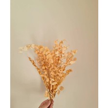 Okalıptus Yaprak Şoklanmış Yaprak ( 4 Dal Yaprak)