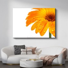 Turuncu Gerbera - Çiy Damlacıklı Detay Kanvas Tablo