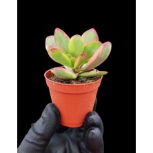 Yeşim Bitkisi / 5,5 cm Saksıda / Crassula Platyphylla Variegata Succulent