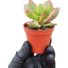 Yeşim Bitkisi / 5,5 cm Saksıda / Crassula Platyphylla Variegata Succulent