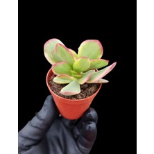 Yeşim Bitkisi / 5,5 cm Saksıda / Crassula Platyphylla Variegata Succulent